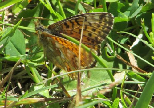 Réf. 195 291 : Boloria napaea